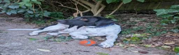Mixed Breed dogs for adoption: ARCHIE,POINTER CROSS, LOOKING FOR HIS FOREVER HOME in Hereford - Advert 10