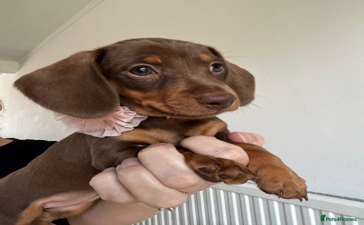 Miniature Dachshund dogs in Banbury - Advert 9