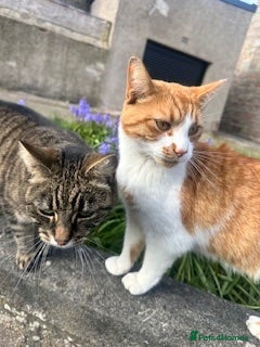 Mixed Breed cats 2 bonded cats looking for forever home - Advert 1