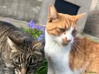 Mixed Breed cats 2 bonded cats looking for forever home - Advert 1
