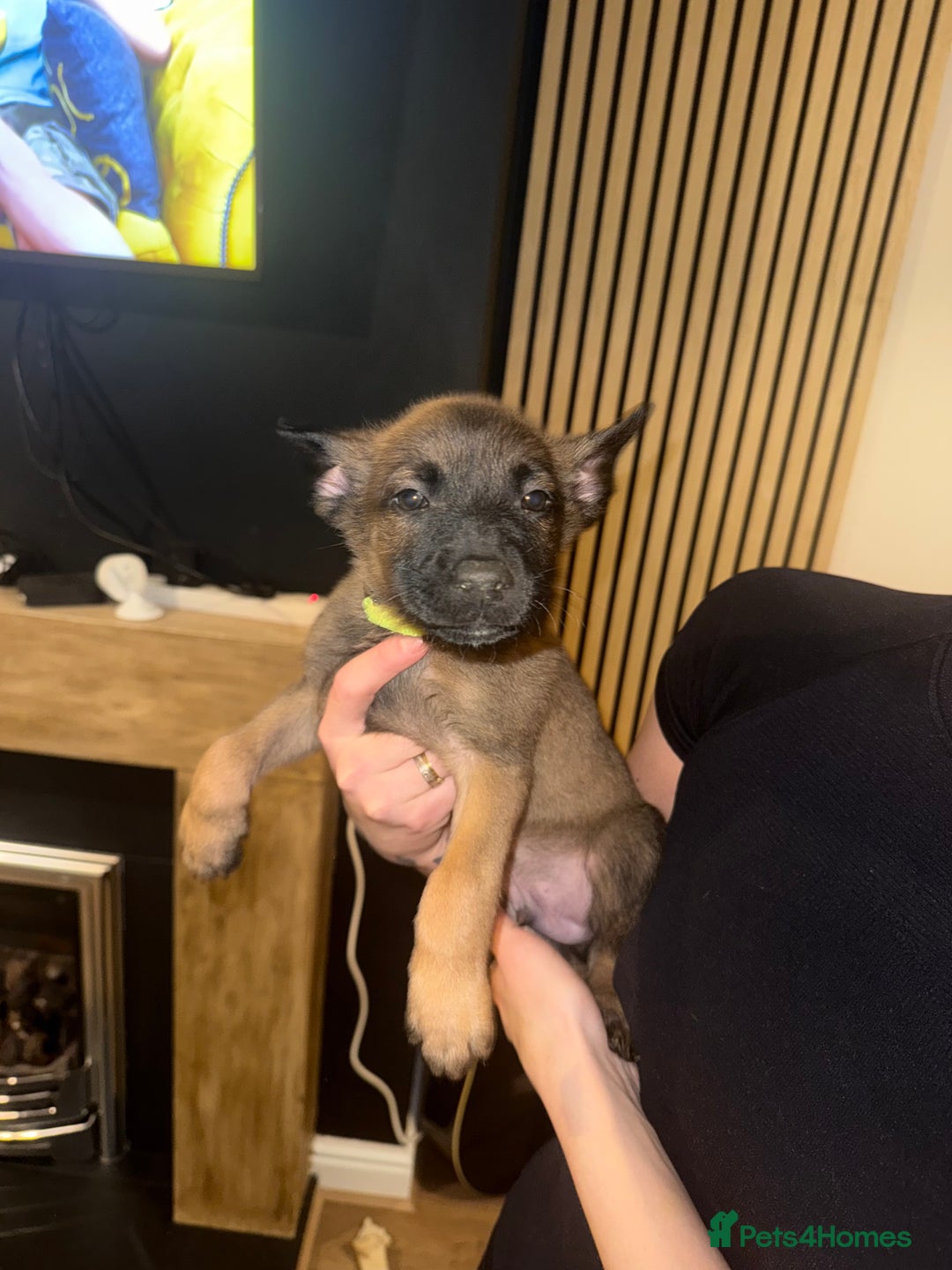 Belgian Shepherd Dog dogs for sale: Pure Belgian Malinois Puppies - Advert 32