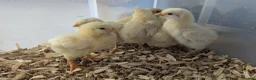 Chickens poultry for sale: Unsexed chics - Le Bresse and Lavender Aracouna  - Advert 3