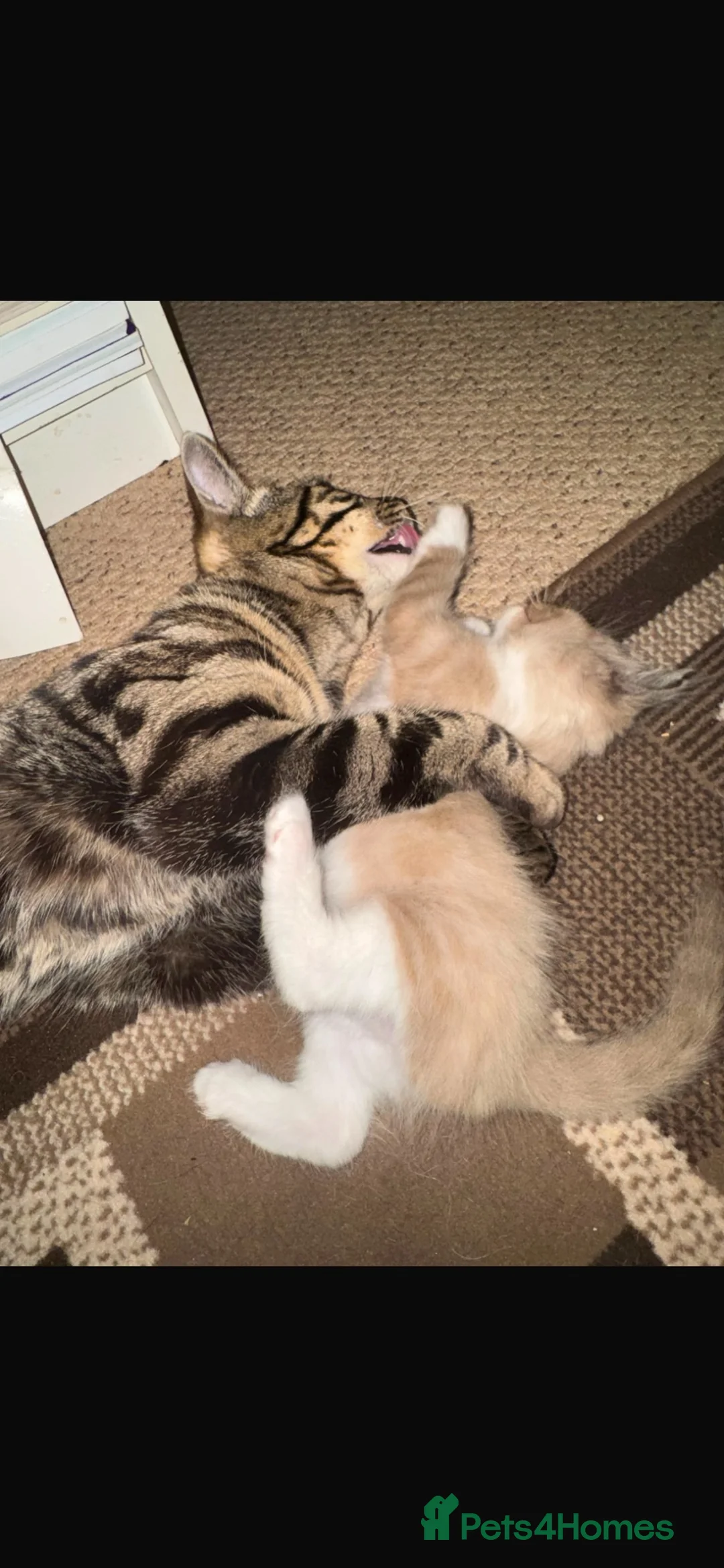 Mixed Breed cats for sale: Ragdoll X Bengal kittens - Advert 2
