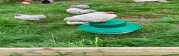 Chickens poultry for sale: Lavender Pekin hens - Advert 3