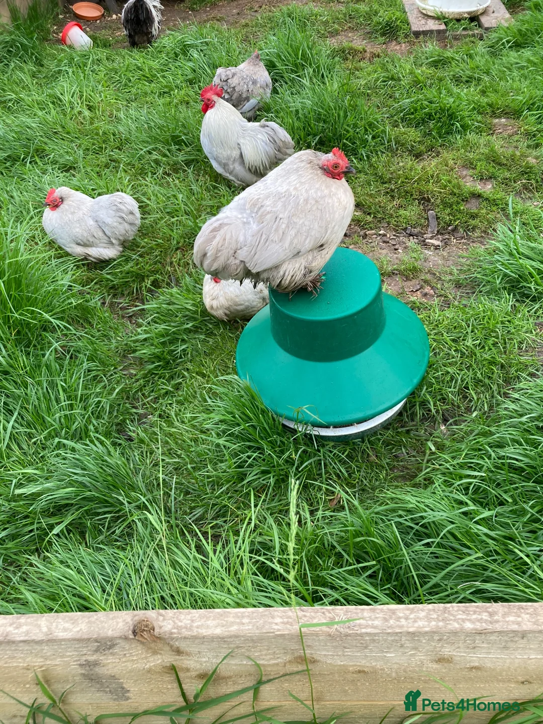 Chickens poultry for sale: Lavender Pekin hens - Advert 3