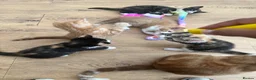 Domestic Shorthair cats for sale: 6 Adorable KittensReady for Their Forever Homes 🐾 - Advert 6