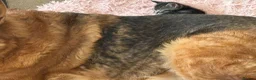Mixed Breed cats for sale: Half British short hair tabby kittens.   - Advert 2
