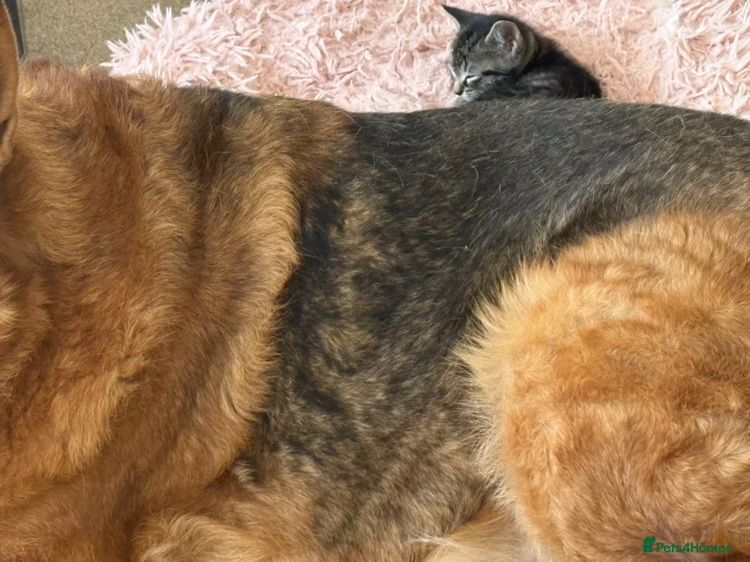 Mixed Breed cats for sale: Half British short hair tabby kittens.   - Advert 2