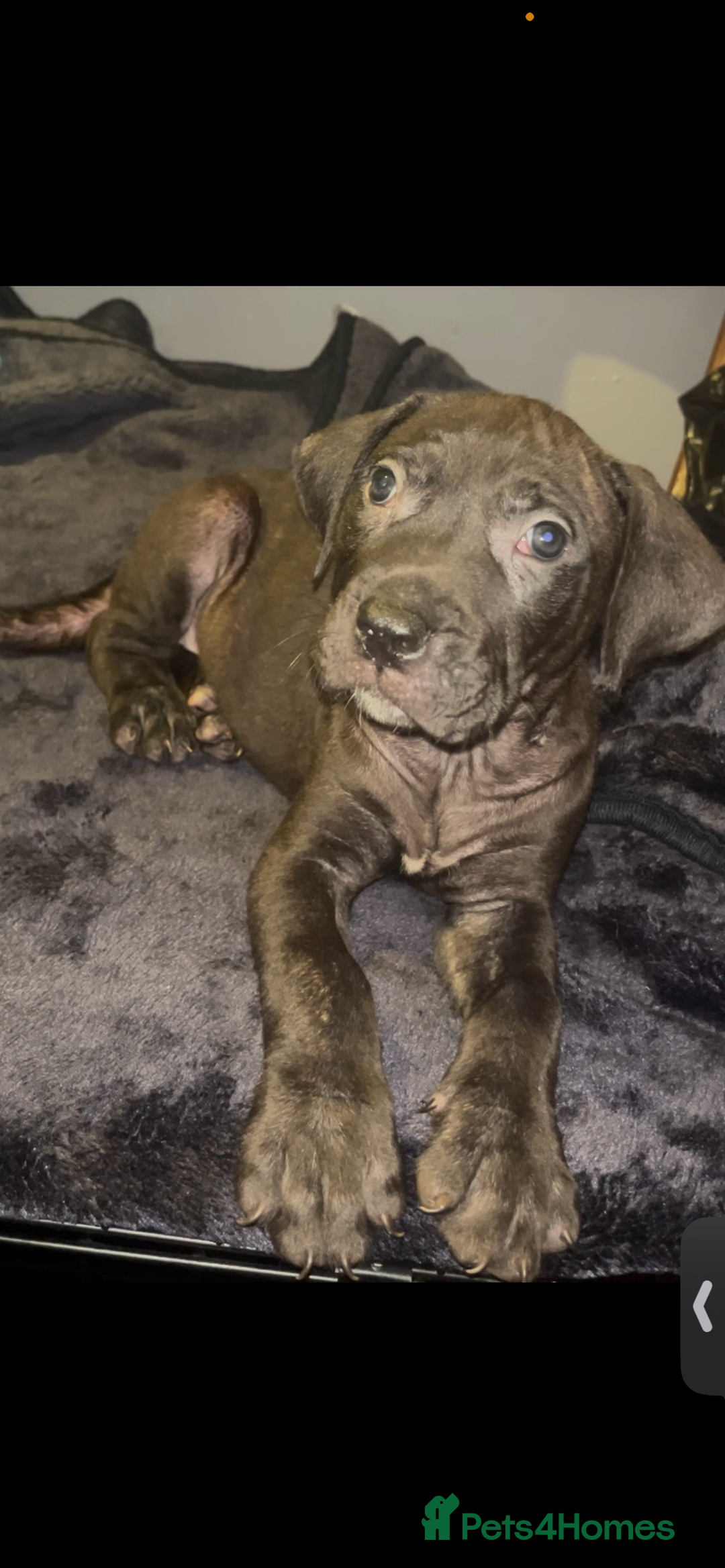 Presa Canario dogs for sale: Beautiful presa canario puppies!! - Advert 18