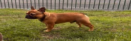 French Bulldog dogs for stud: Stud … Teddy …Rukaroobulls Cadeau du Ciel - Advert 9