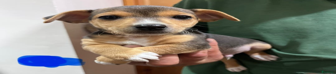 Jack Russell Puppy 1