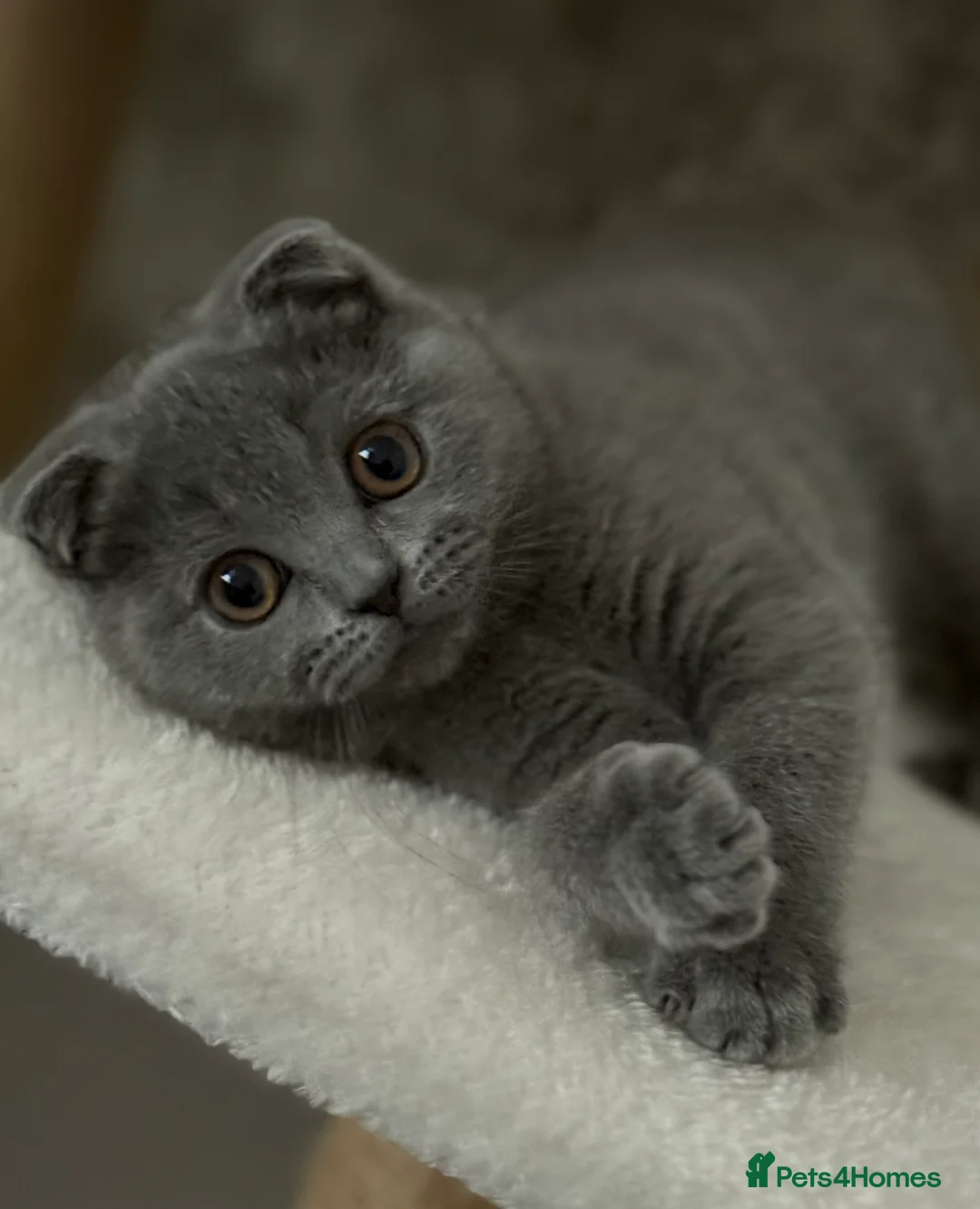 Scottish Fold cats for sale: Female Scottish fold kitten - Advert 5