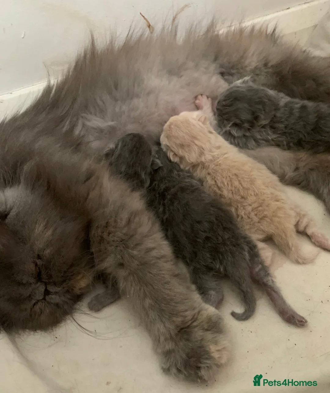 Persian cats for stud: GCCF Active Persian Exotic stud-PKD/PRA&FELV clear in Gerrards Cross - Advert 21