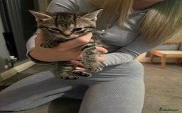 Mixed Breed cats for sale: 3 x female 2 x male kittens  - Image 5