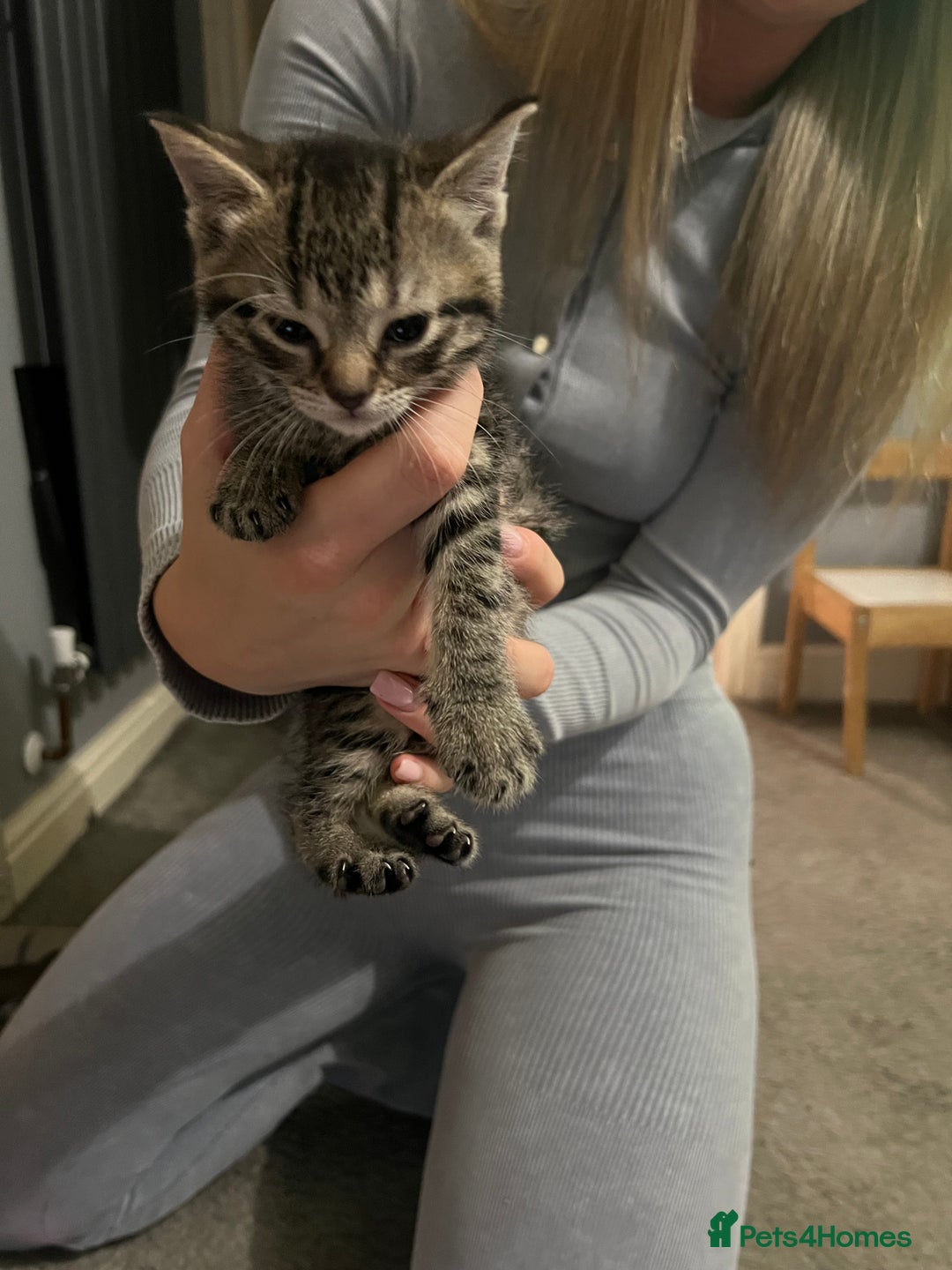 Mixed Breed cats for sale: 3 x female 2 x male kittens  - Image 5