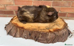 Guinea Pig rodents for sale: Female Guinea Pigs  - Image 4