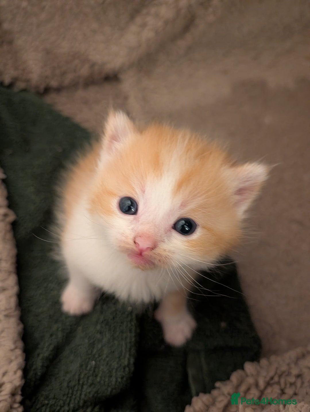 Ragdoll cats for sale: Last ragdoll cross BSH  - Advert 3