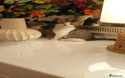 Mixed Breed cats for sale: Adorable kittens in London(SE18)😻❤️😻 - Image 6