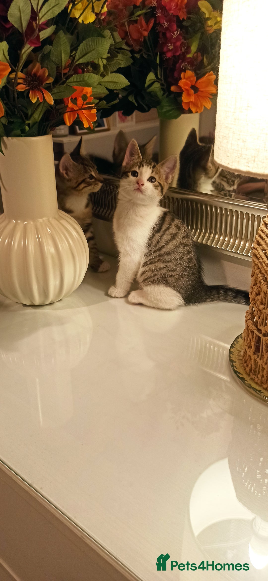 Mixed Breed cats for sale: Adorable kittens in London(SE18)😻❤️😻 - Image 6