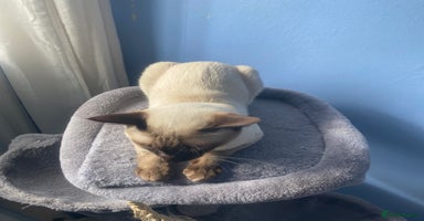 Siamese cats - Advert 3