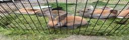 Continental Giant rabbits for sale: 3 left 1 boy and 2 girls all ginger  - Advert 12