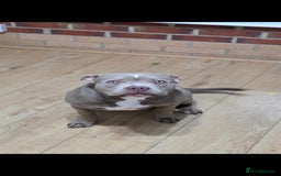 American Bully dogs for sale: American bully  - Image 3