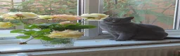 British Shorthair cats for sale: Dottie British Blue Shorthair - Advert 3