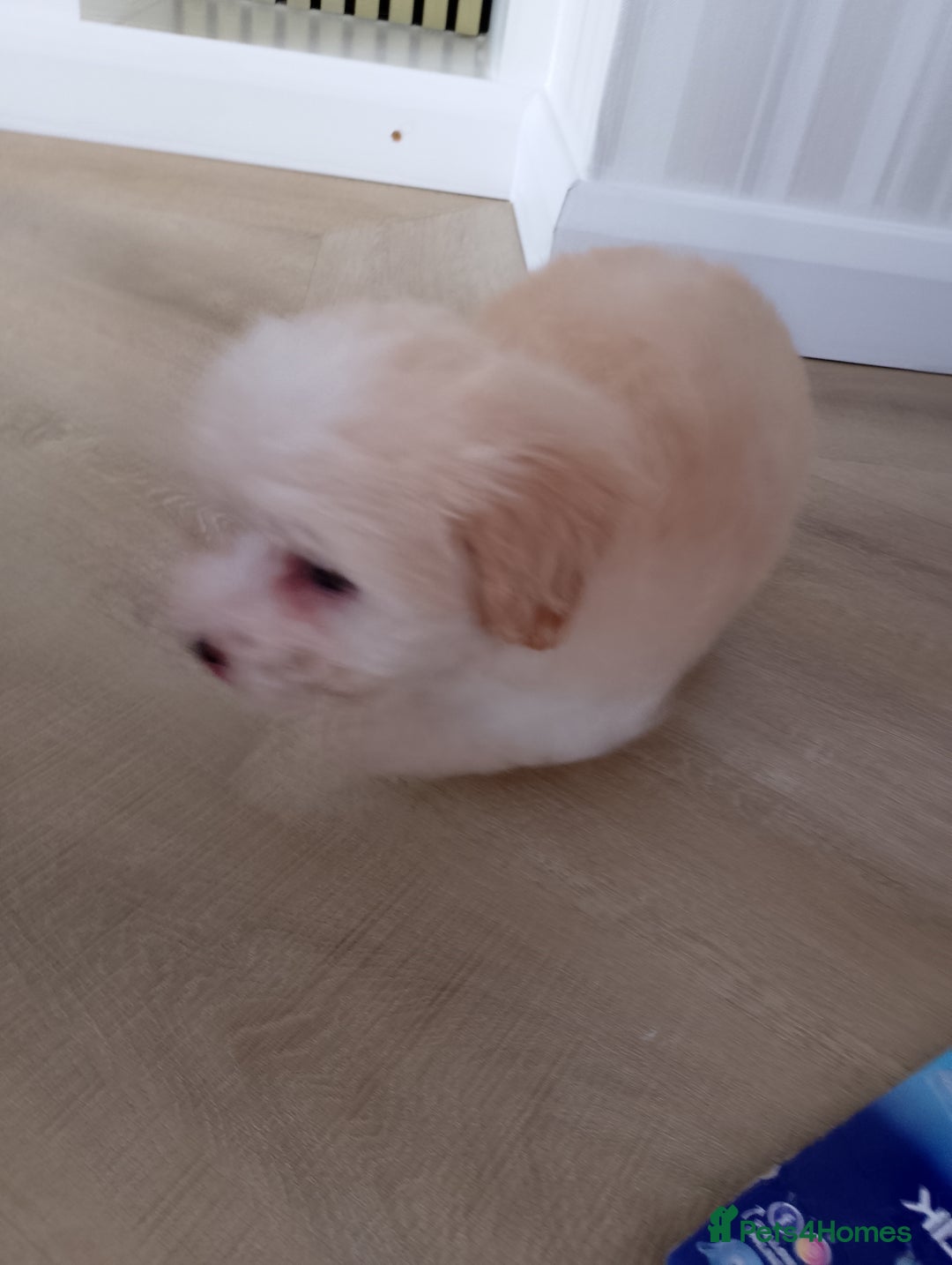 Maltipoo dogs for sale: Maltipoo puppies boy and girl available  - Image 21