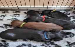 Sprocker dogs for sale: Sprocker puppies - Image 1