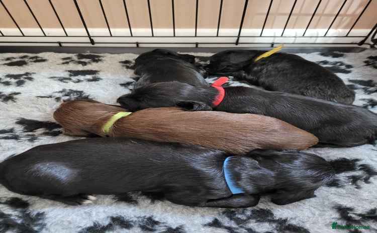 Sprocker dogs - Advert 1