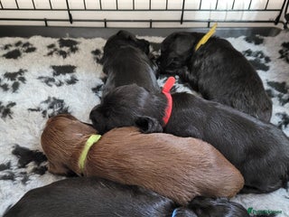 Sprocker dogs - Advert 1