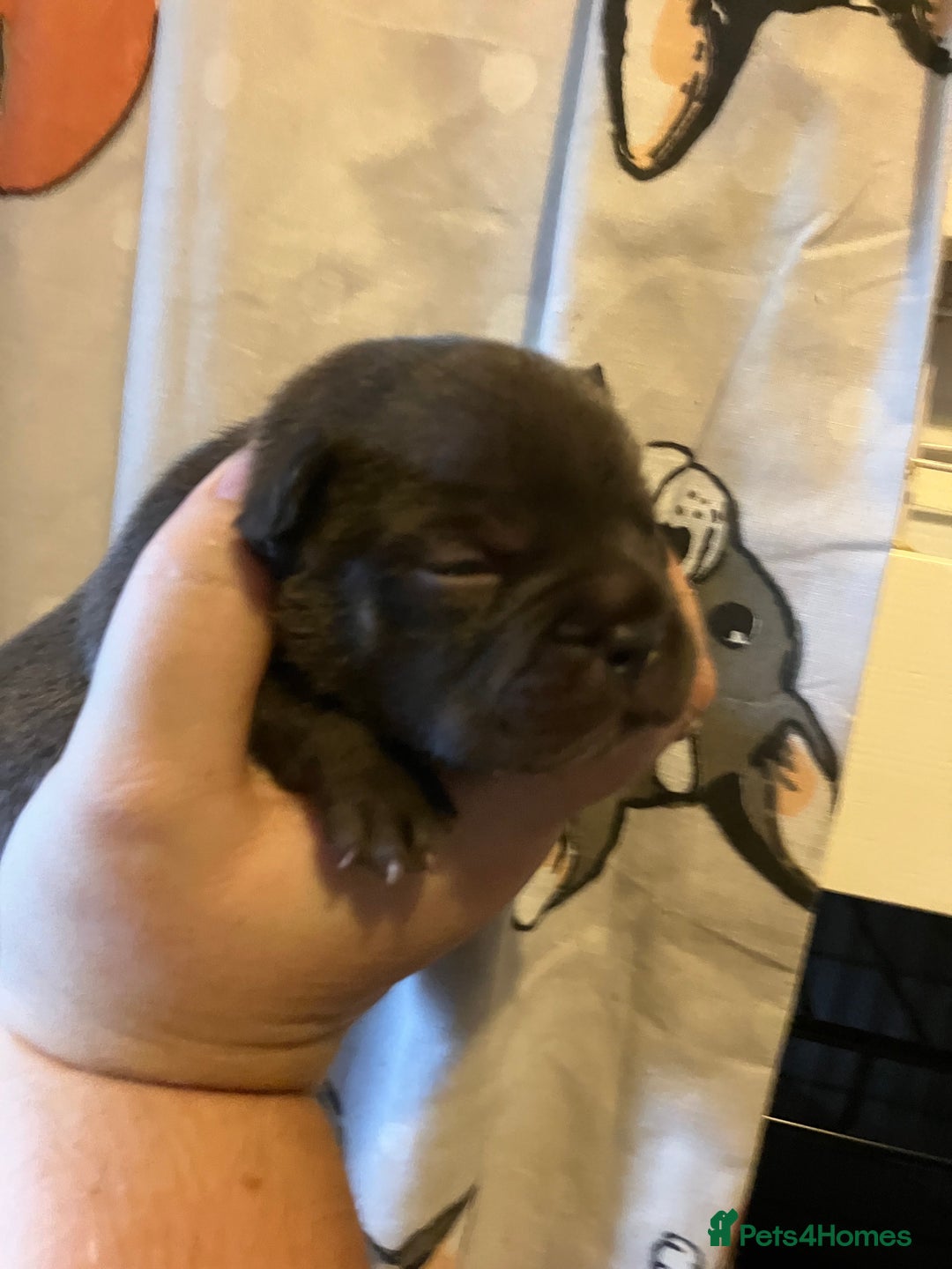 French Bulldog dogs for sale: KC French Bulldog Puppies - Image 10