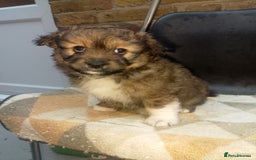 Mixed Breed dogs for sale: Puppy's  - Image 12