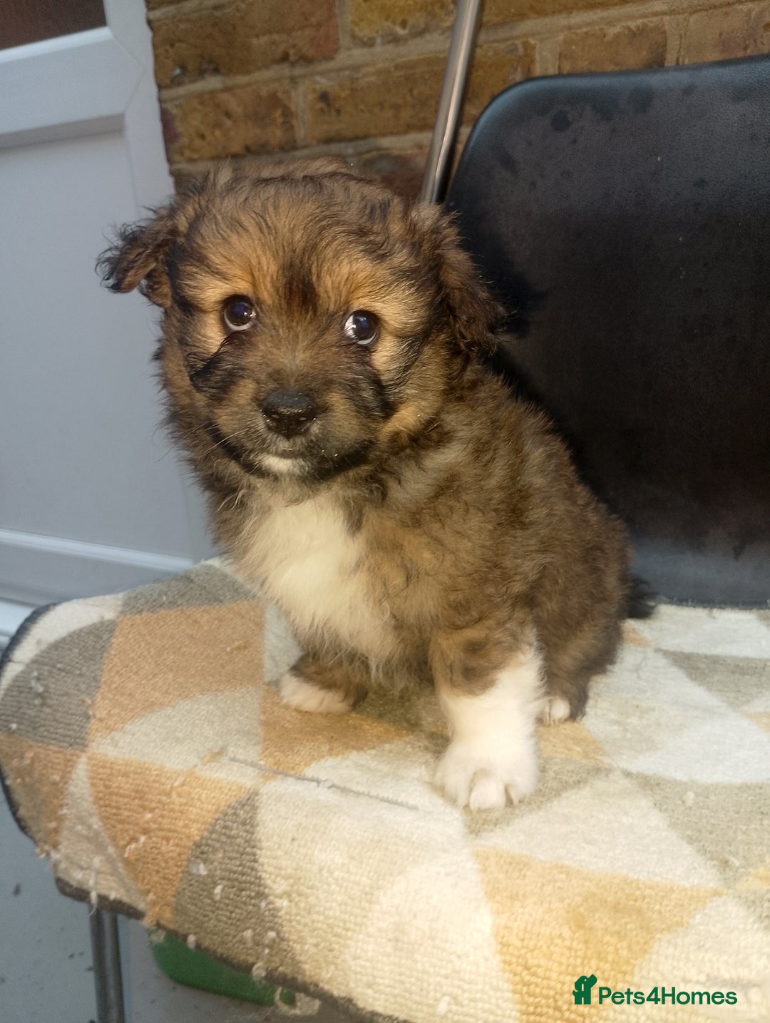 Mixed Breed dogs for sale: Puppy's  - Image 12