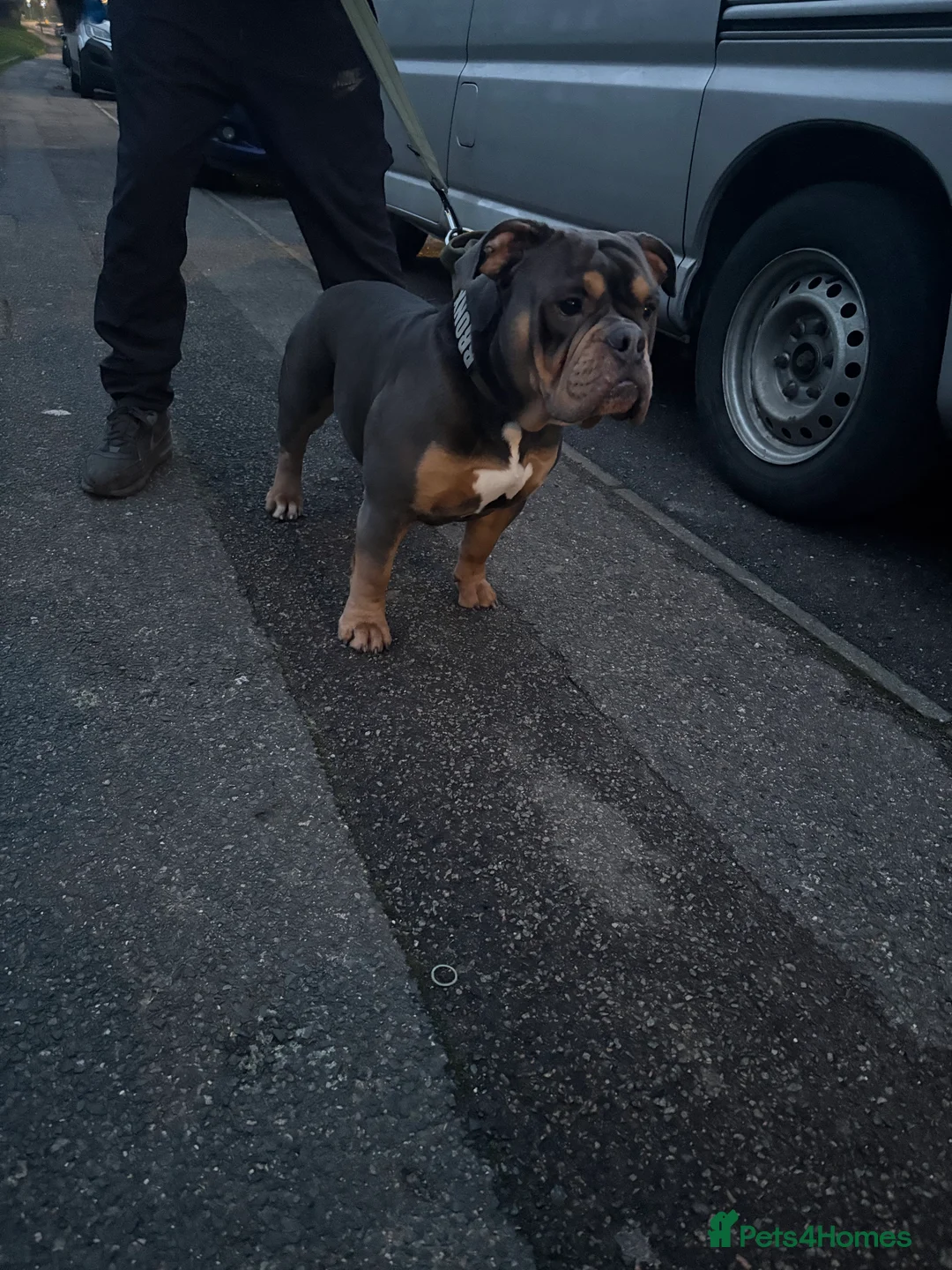 Olde English Bulldogge dogs for stud: Olde English bulldog for studding  - Advert 10
