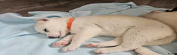 Huskita dogs for sale: Puppies for sale  - Advert 32