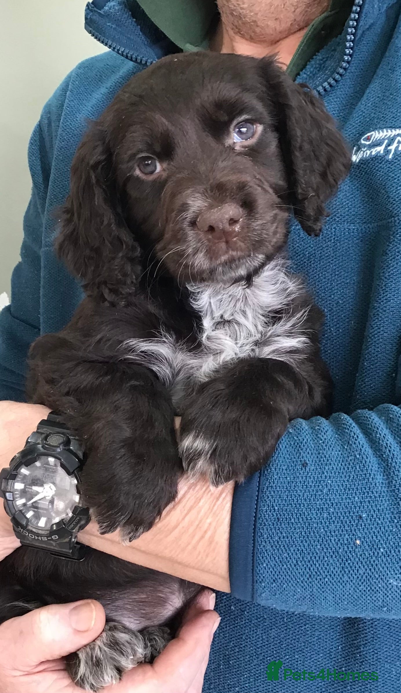 Cocker Spaniel dogs ABSOLUTELY STUNNING COCKER SPANIEL PUPPIES  - Advert 13