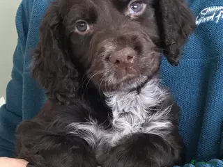 Cocker Spaniel dogs ABSOLUTELY STUNNING COCKER SPANIEL PUPPIES - Advert 2