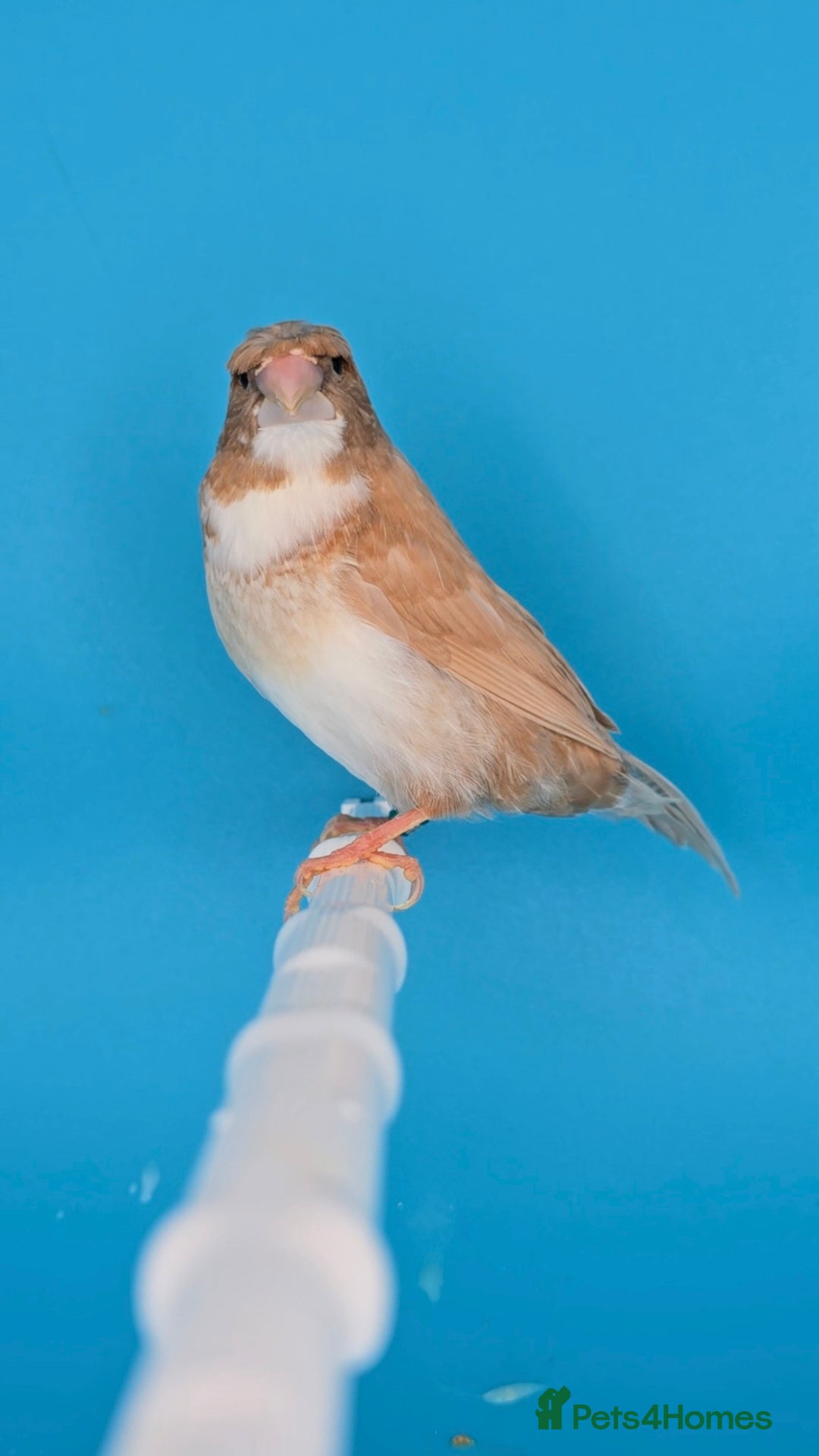 Finches birds for sale: Bengalese finches  - Advert 8