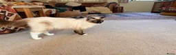 Ragdoll cats for sale: Active pedigree ragdoll queen, TICA  - Advert 4