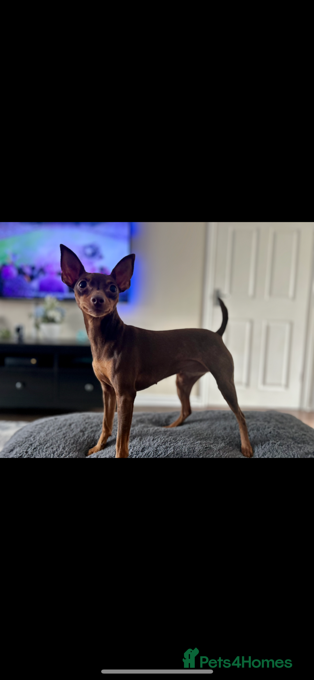 Miniature Pinscher dogs for sale: Poppy - 4 year old Miniature pinscher - Advert 1
