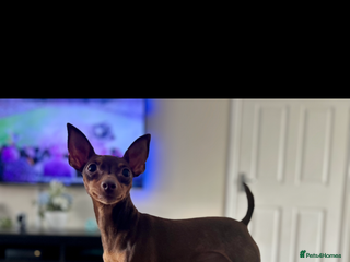Miniature Pinscher dogs Poppy - 4 year old Miniature pinscher - Advert 11