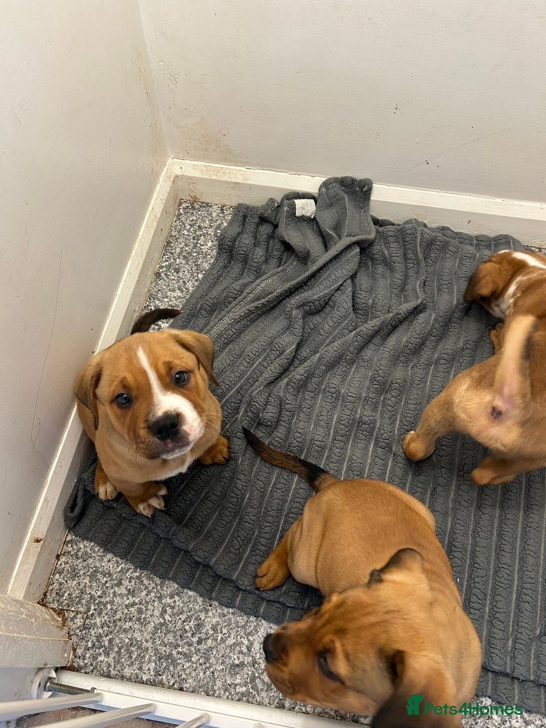 Mixed Breed dogs for sale: 3 beautiful puppies available  - Advert 21