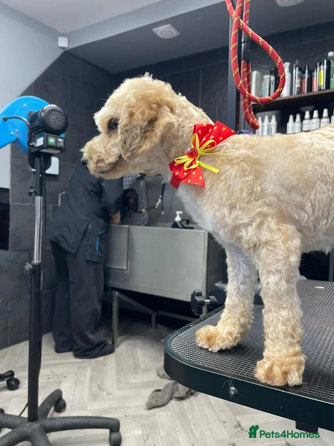 Poochon dogs for sale: Poochon girl  - Advert 2