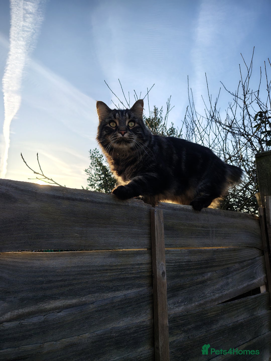 Maine Coon cats for sale: Gorgeous Boy - Advert 6