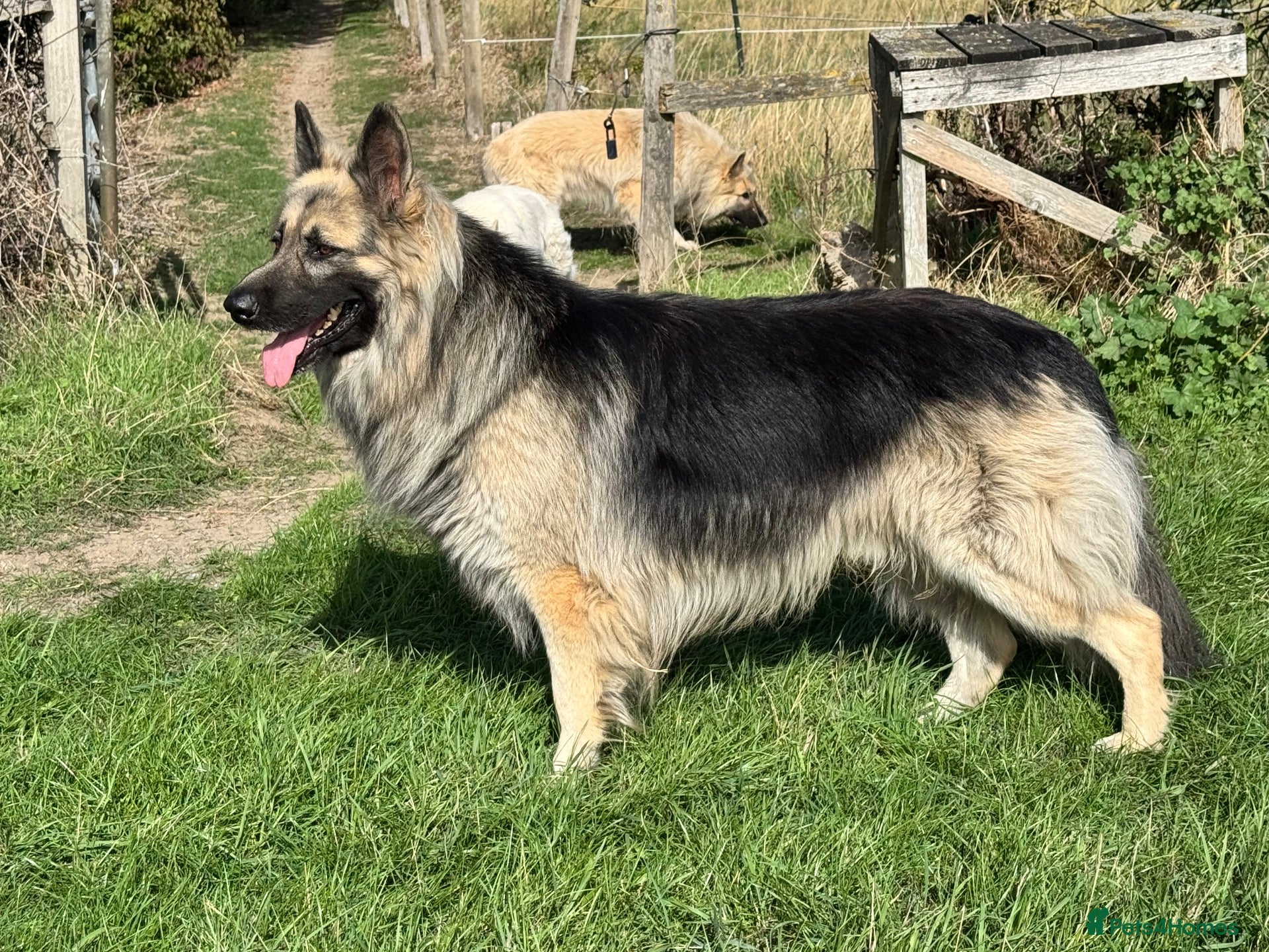 German Shepherd dogs Black and silver stud dog. Kc reg. health tested - Advert 5