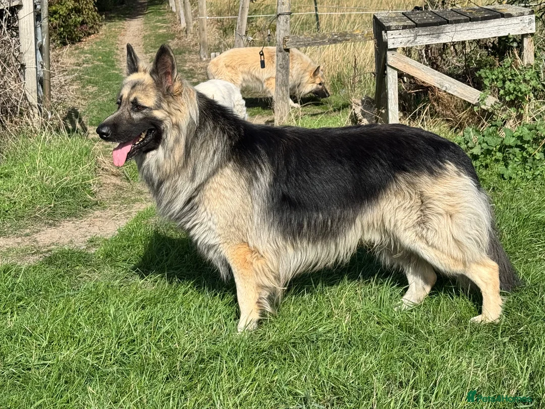 German Shepherd dogs for stud: Black and silver stud dog. Kc reg. health tested - Advert 1