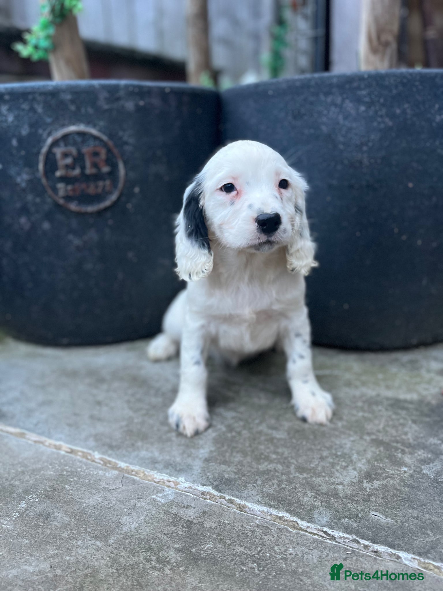 English Springer Spaniel dogs KC HEALTH TESTED SPRINGER SPANIELS  - Advert 2