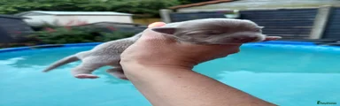 Chihuahua 1