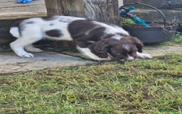 English Springer Spaniel dogs for sale: KC registered English Springer Spaniel - Image 25